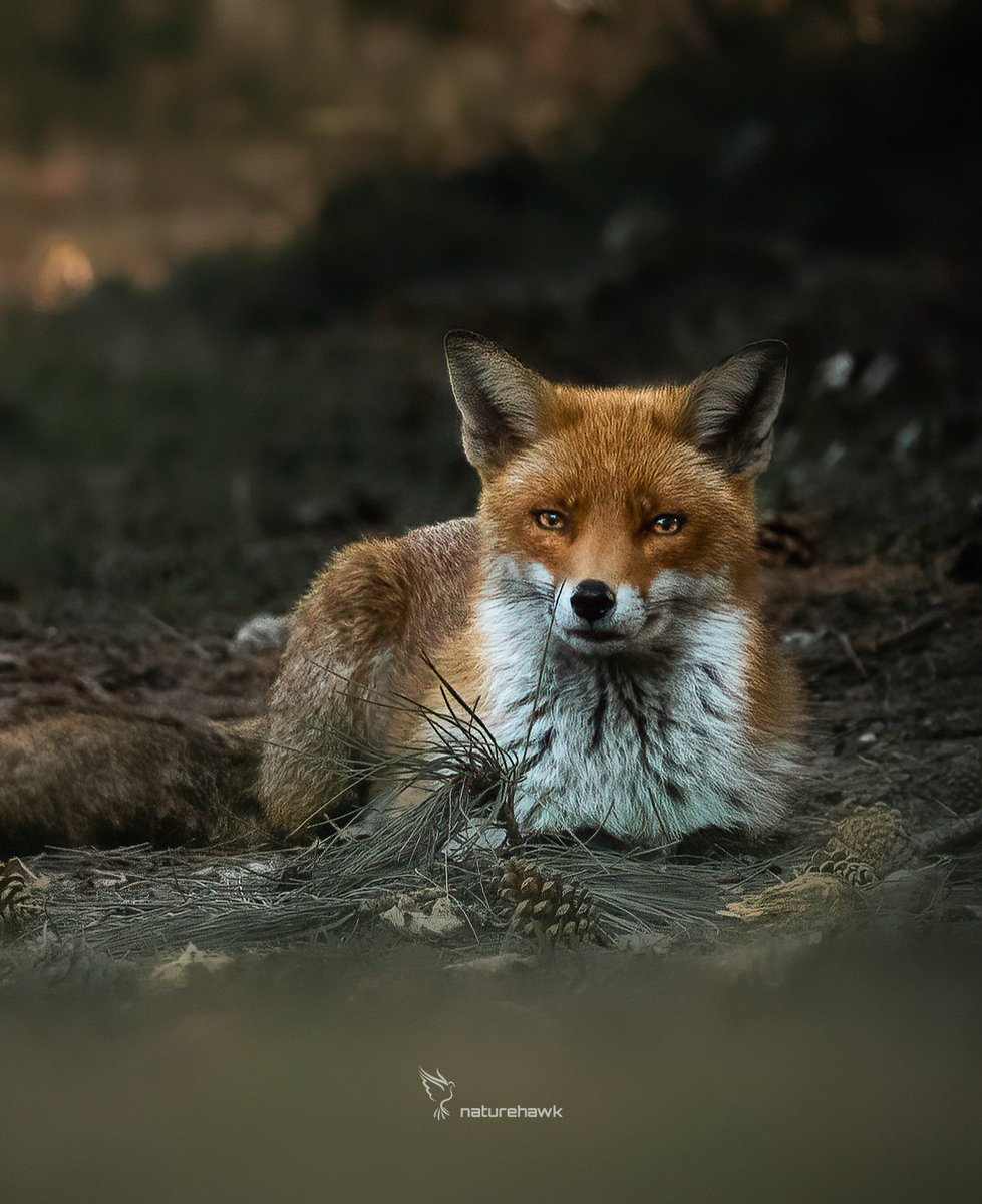 Weighing up whether he actually likes me or just tolerates me...🤷‍♂️

Captured with @NikonEurope Z8 & 500mm pf f5.6 

#foxoftheday @UKNikon