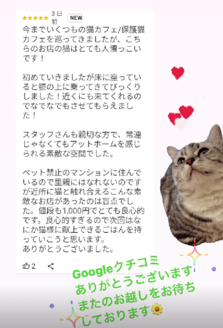 Googleでいぬねこ日和について嬉しいクチコミがありました😊
#保護犬猫 #猫カフェ #犬猫カフェ #チワワ #里親募集 #所沢 #ペットホテル #いぬねこ日和