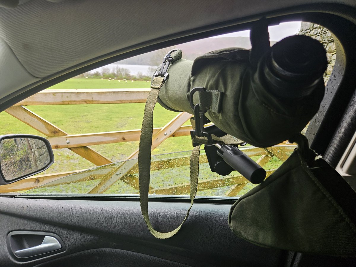 Making good use of the car window clamp for some @WaterbirdCM ring reading at Derwentwater #Cumbria this afternoon