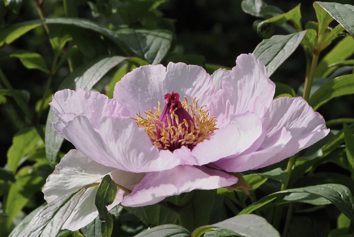 A Tree Peony flowering in my Taunton garden 13.4.24 @kewgardens @The_RHS #peony #flower