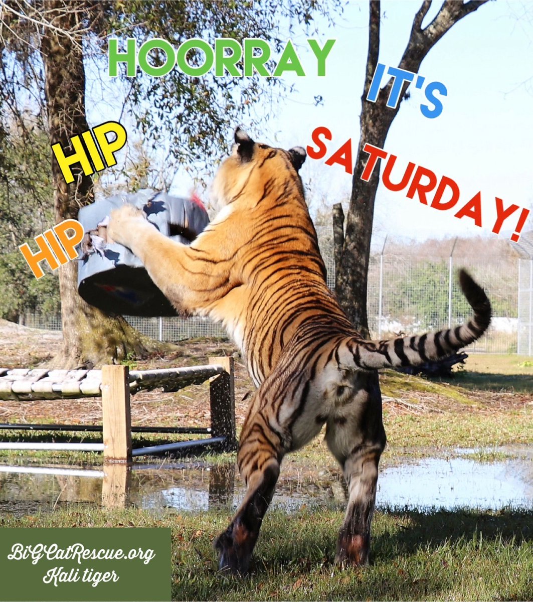 “Hip hip hooray! It’s Saturday!” #BigCatRescue #BigCats #Tiger #Saturday #SaturdayMood #Enjoy #Weekend #WeekendVibes #Memes #Quotes #CaroleBaskin