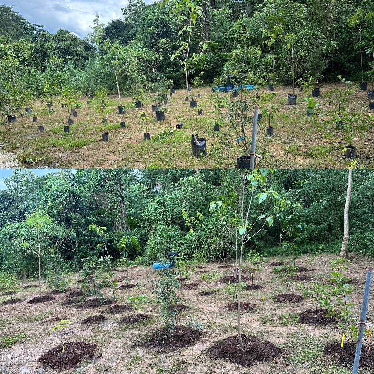 A mostly experienced team for reforestation at LCK so 102 coastal saplings planted in 75mins by 37 volunteers with joy, gusto and skill. 

No debris, soft soft and saplings weren’t large. Still, it was beautifully done❤️💪🏽 

Join us! More dates: toddycats.wordpress.com/2024-calendar/
