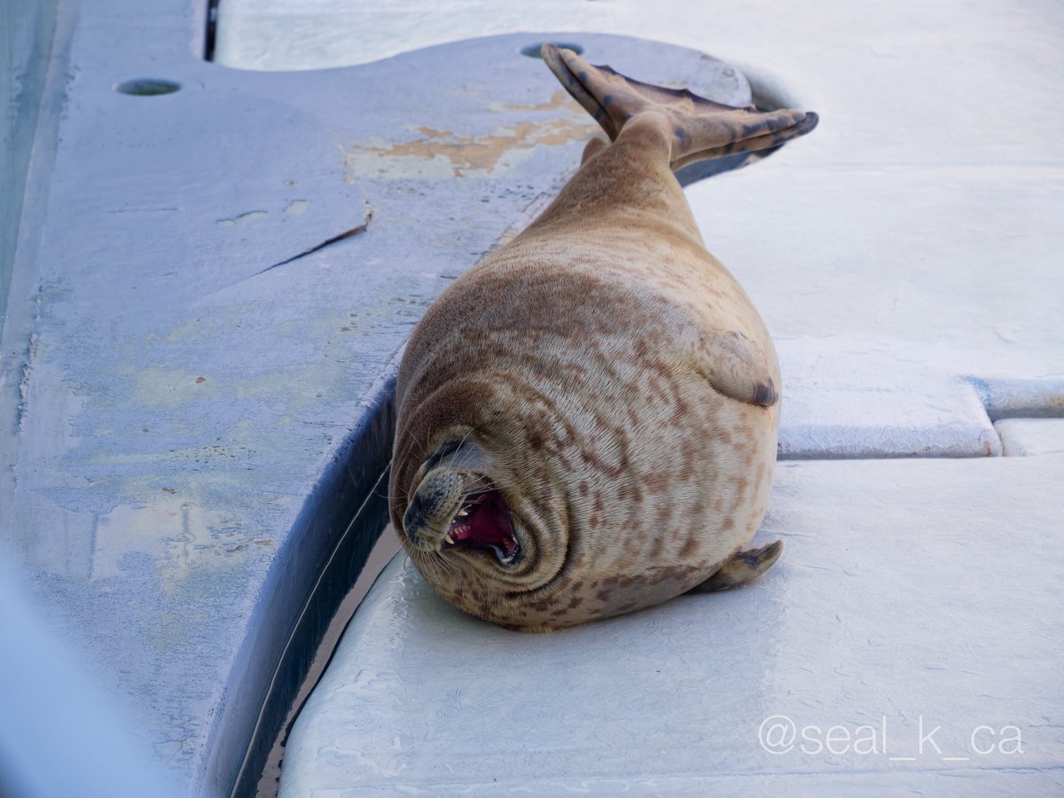 兄貴
#男鹿水族館 #ゴマフアザラシ
(📷 2024.04.07)