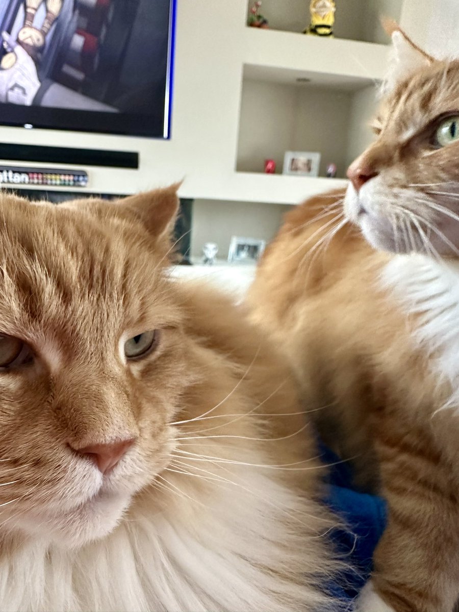 Maine Coons are not lap cats apparently but as per usual B&G like to break with convention and do their own thing 😹😹🦁🦁 #Caturday #teamfloof #CatsOfTwitter