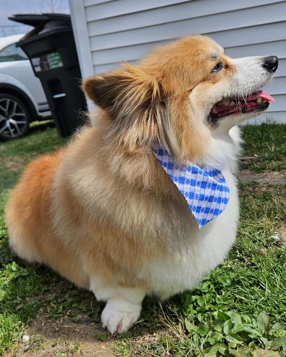 _CorgiCraze's tweet photo. Dewi got groomed this morning!
#corgilife #corgilovers #corgiproud #corgidog https://t.co/8emFEwSfFv
