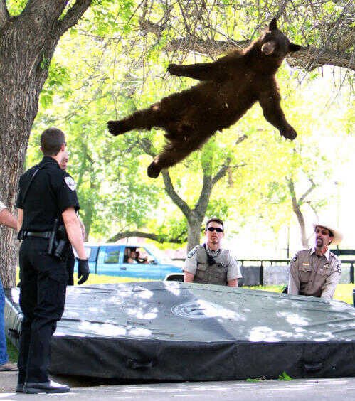 here’s a bear falling out of a tree and being caught by sheriff’s deputies: