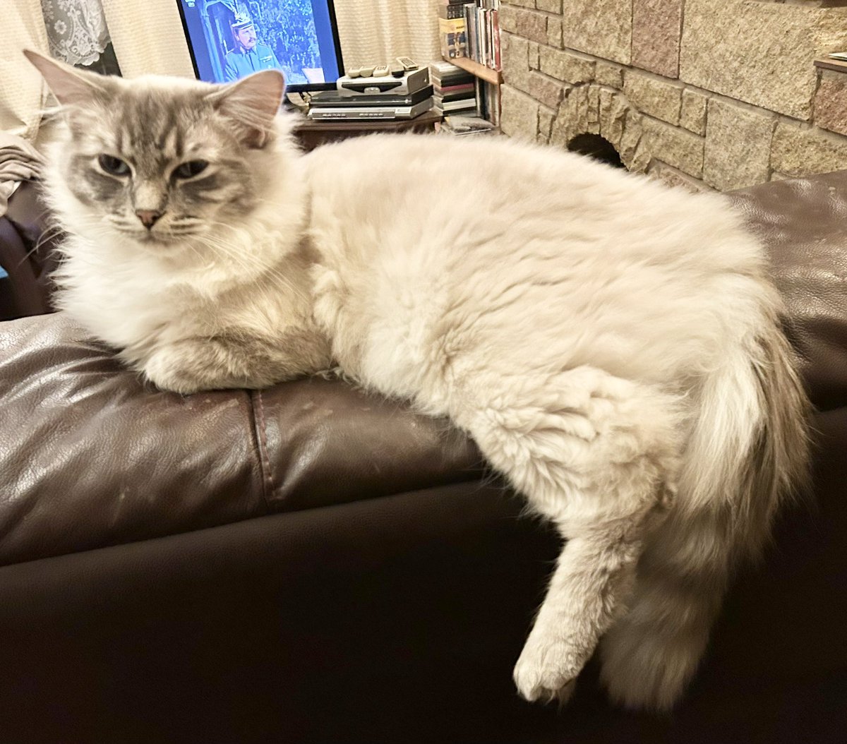 @ElizabethRadcl5 Meowy Moggytastic Caturday Saturday Boots 😸🐾and Beth😺from pawsomely fluffy adorable lovely lazy Leo Cat😻🐾relaxing and posing on the back of Paul’s armchair in the living room😹🐾Cloudy hazy windy in Shropshire😽🐾#RagDollCat #CatsOfTwitter
