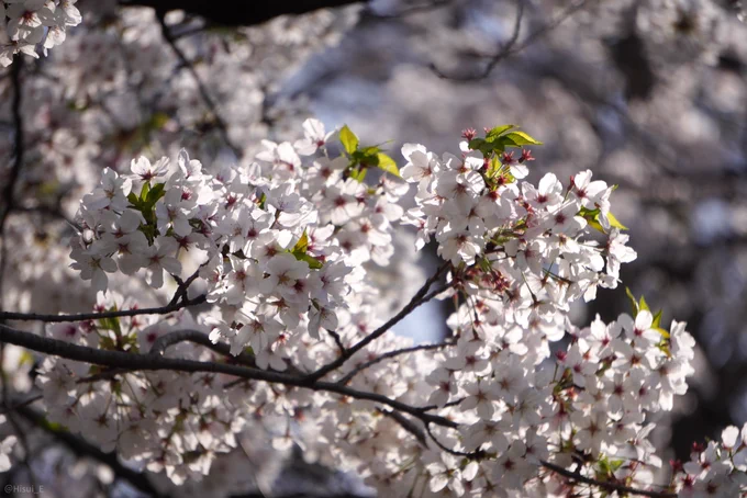 カメラ持って出かけたから桜を撮ったよ!٩( 'ω' *)و 