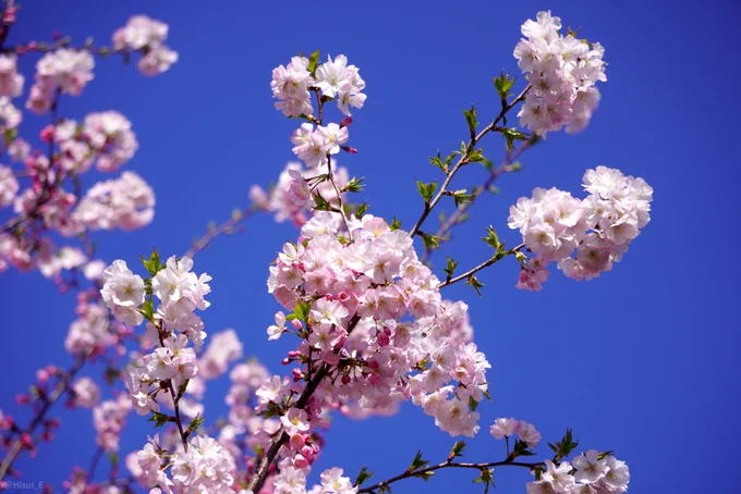 カメラ持って出かけたから桜を撮ったよ!٩( 'ω' *)و 