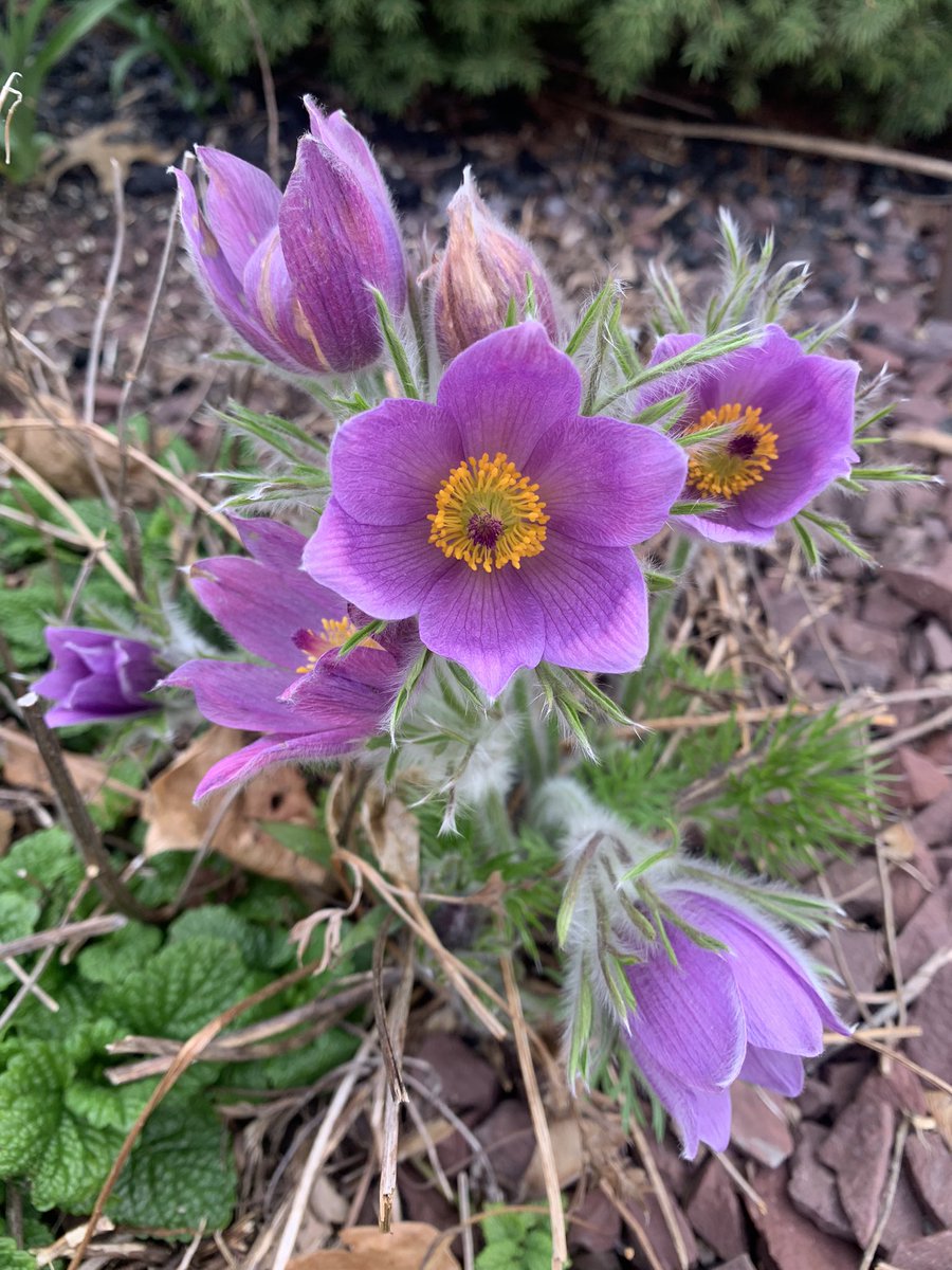 the_garden_mom's tweet photo. I have a LOVE Affair with this purple beauty!  

#pasqueflower #purple #lavendar #garden #gardenmom #gardenflowers #perennials #perennialflowers #zone6b #zone6a #gardenidea https://t.co/LVJPjHLweW