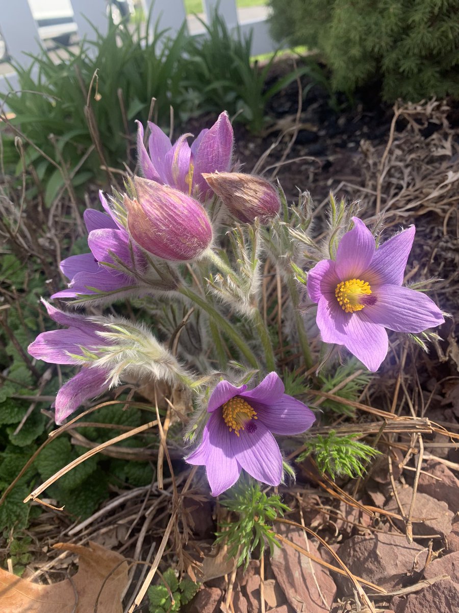 the_garden_mom's tweet photo. I have a LOVE Affair with this purple beauty!  

#pasqueflower #purple #lavendar #garden #gardenmom #gardenflowers #perennials #perennialflowers #zone6b #zone6a #gardenidea https://t.co/LVJPjHLweW