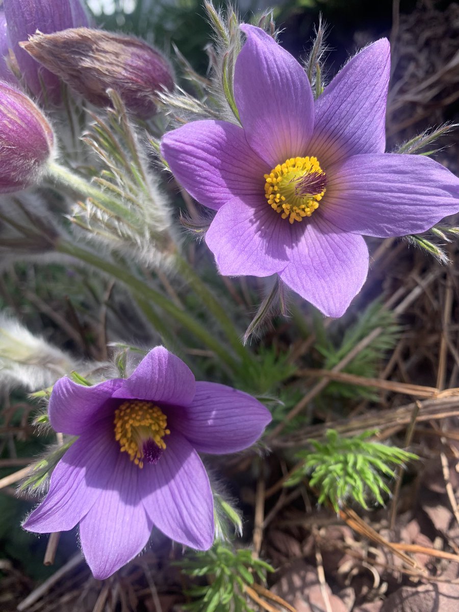 the_garden_mom's tweet photo. I have a LOVE Affair with this purple beauty!  

#pasqueflower #purple #lavendar #garden #gardenmom #gardenflowers #perennials #perennialflowers #zone6b #zone6a #gardenidea https://t.co/LVJPjHLweW