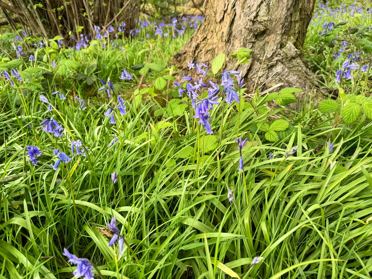 It’s a bluebell and anemone sort of walk