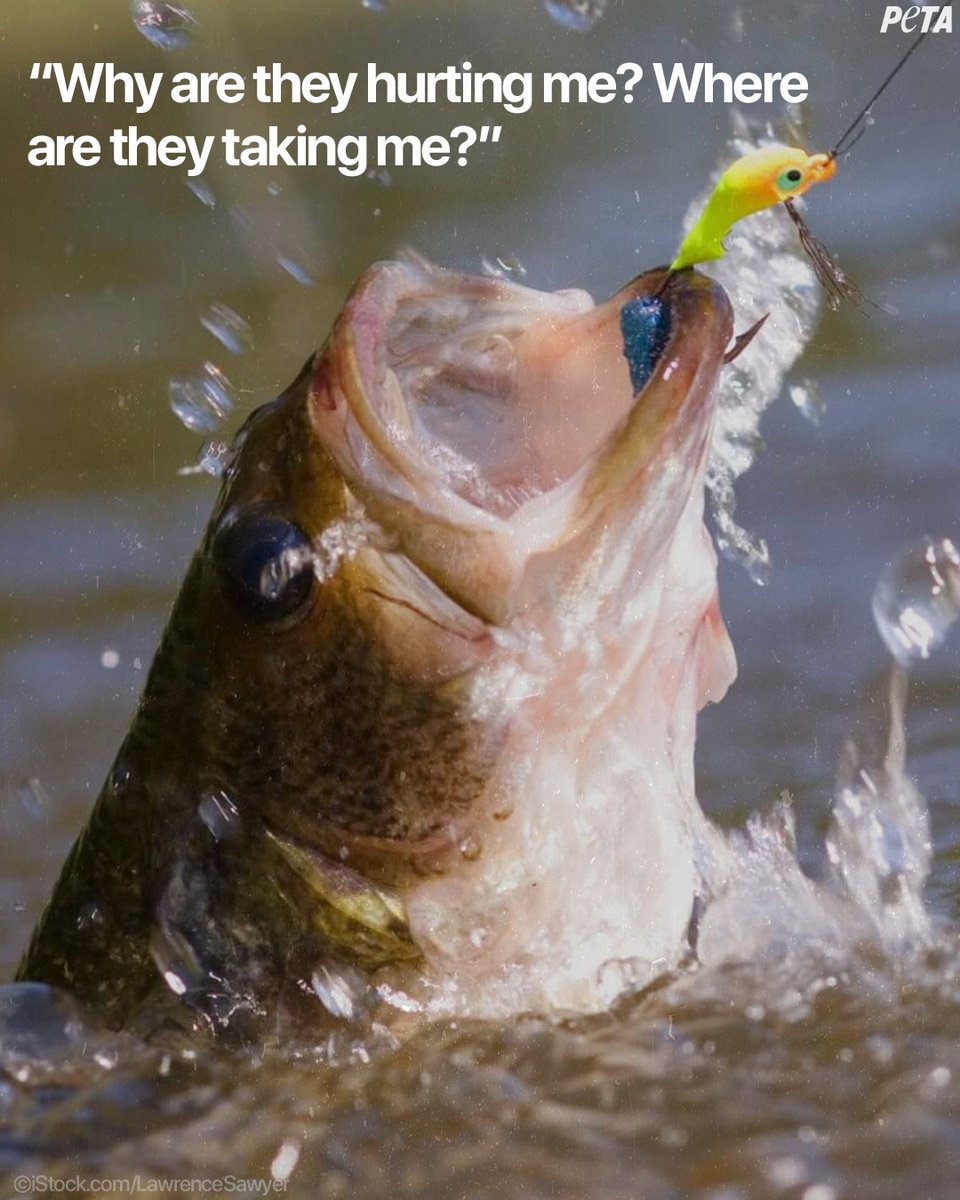 Catch & release doesn’t make fishing any better for the fish. Leave them alone. #NationalCatchAndReleaseDay