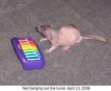 Scardicus_'s tweet photo. Happy Neil bangs out the tunes day for all 5 of my mutuals who still use Twitter! https://t.co/a5TZaltxhv