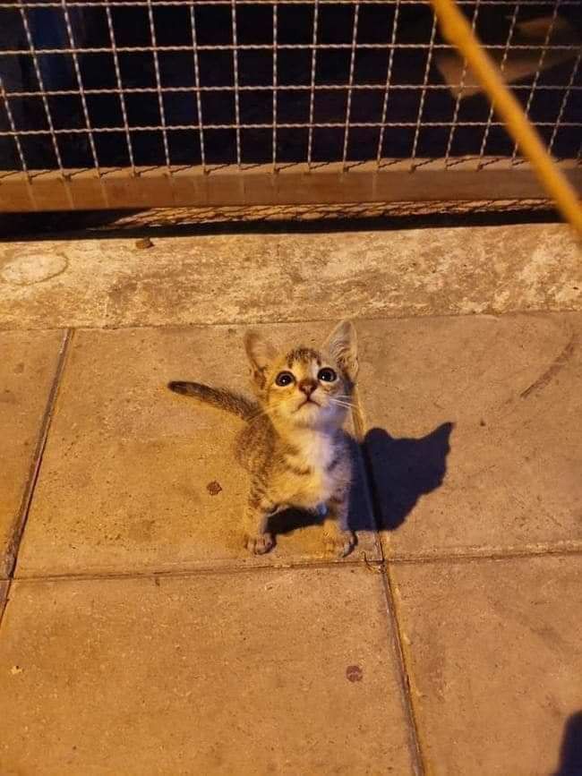 ShouldHaveCat's tweet photo. https://t.co/DJis7AhPEC