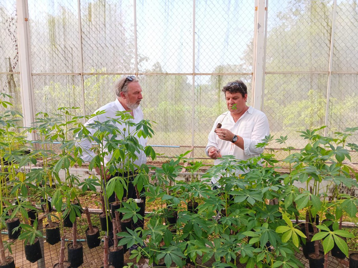 Tackling transboundary pest & disease 🦠 takes multidisciplinary teams working across scales 🧬 🧫 🌱👩‍🌾🚚🏭📈🌏in close partnership with stakeholders. Appreciate @Jo_Swinnen spending some time with #NAFRI @BiovIntCIAT_eng team in #Laos 🇱🇦 @CGIAR @ACIARAustralia @CGIARgenetic