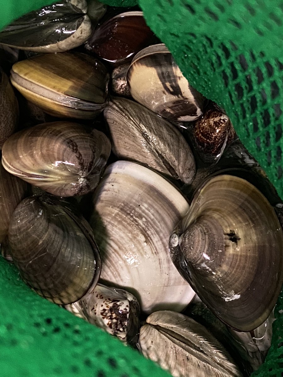 ぐふふ明日はハマグリとアサリ食べ放題じゃ
 #浅利七海潮干狩り部