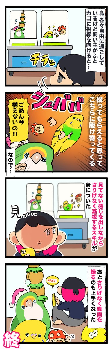 愛鳥に気付かれないように凝視したり写真を撮るスキルばかりが上がってゆく📷
1093 #えるポピの絵日記かくところ