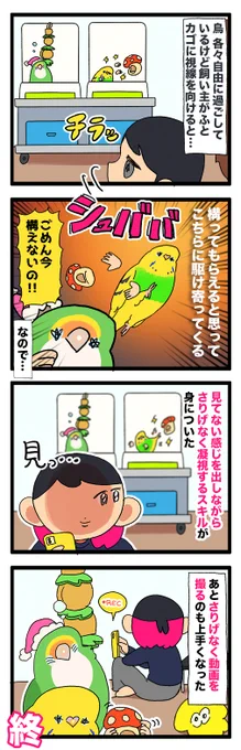 愛鳥に気付かれないように凝視したり写真を撮るスキルばかりが上がってゆく📷

1093 #えるポピの絵日記かくところ 