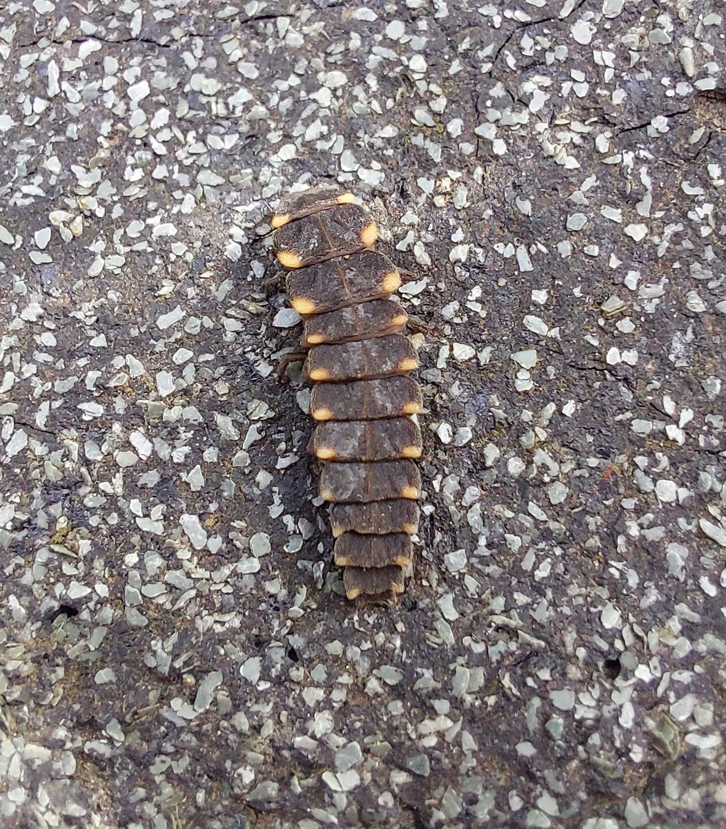 The glow worm larvae are out and about in the garden, this one crawling across a piece of felt put out for slow worms, look forward to seeing their glow later in the year <a href="/PeteMRCooper/">Pete Cooper</a> <a href="/KerrieDoodles/">Kerrie Ann Gardner</a>