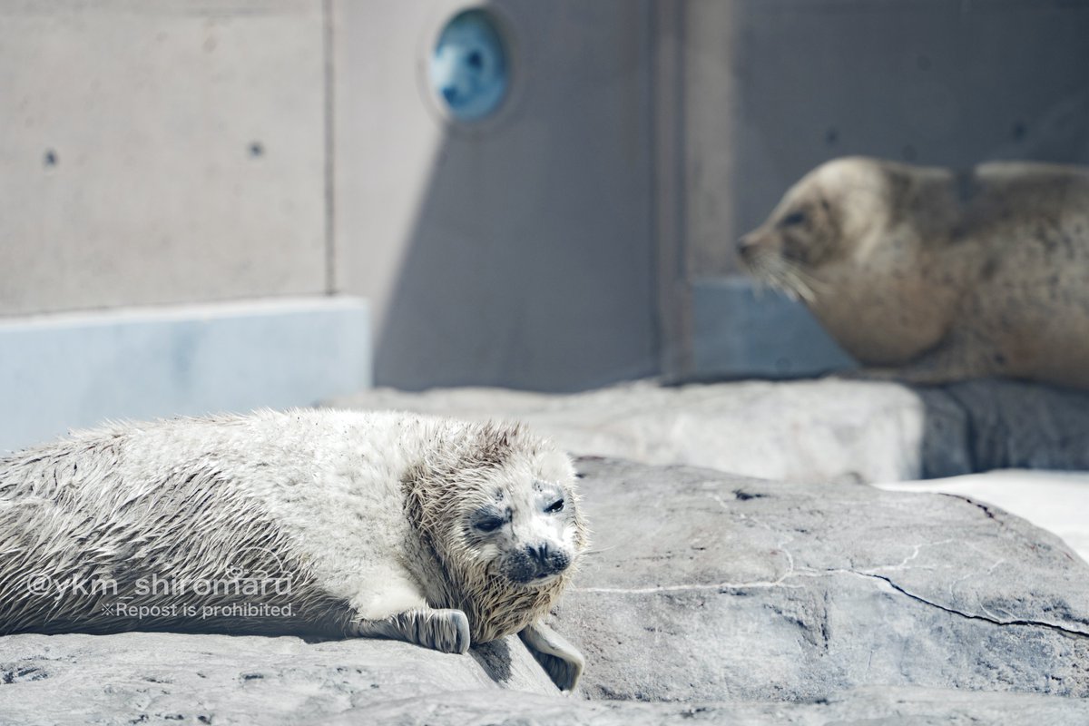 ママ…じゃなかったのだ(´･_･`)
#男鹿水族館 #アザラシ #ゴマフアザラシ #アザラシ #みずき仔