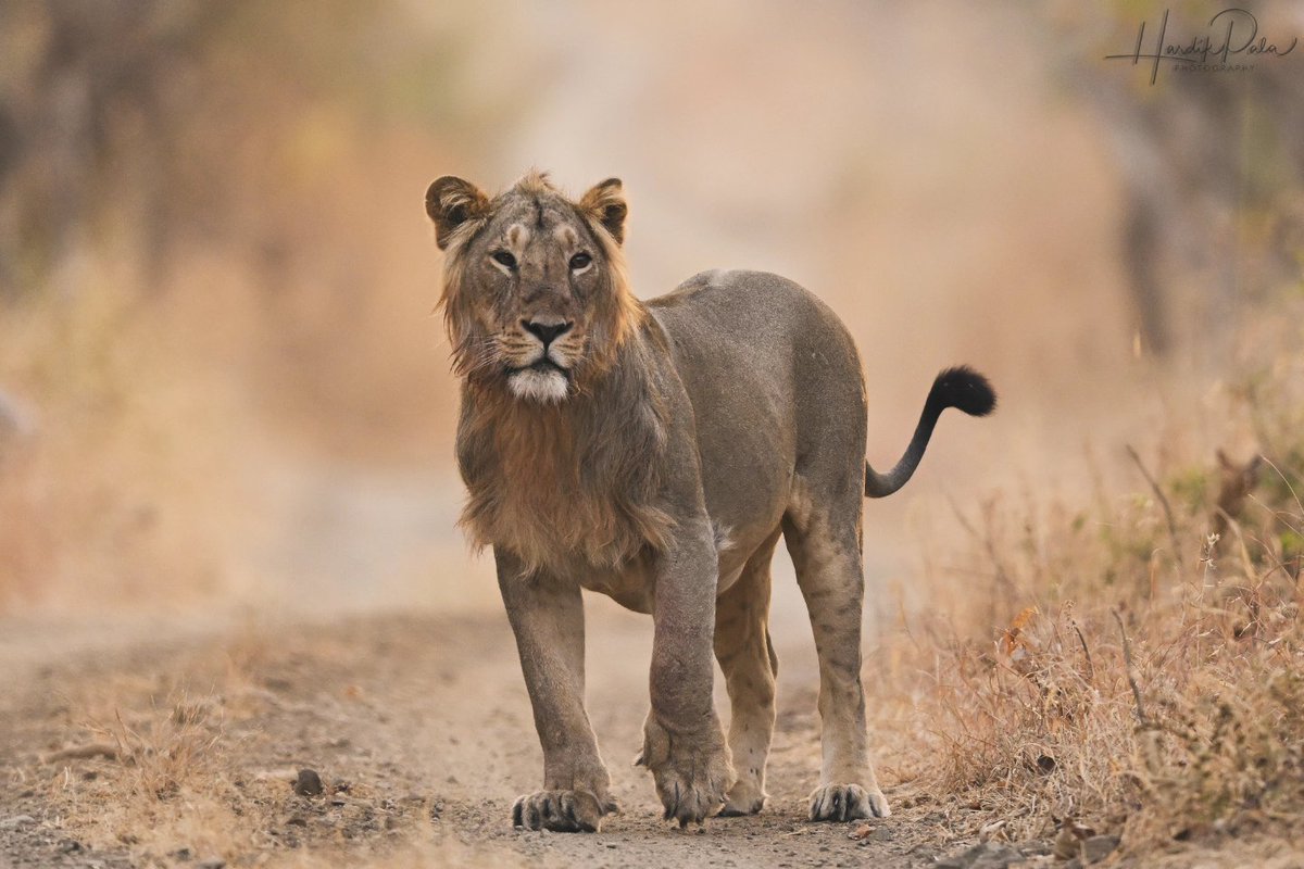 hardikpala's tweet photo. #AsiaticLion #wildlifephotography https://t.co/jmAb1BAKu1