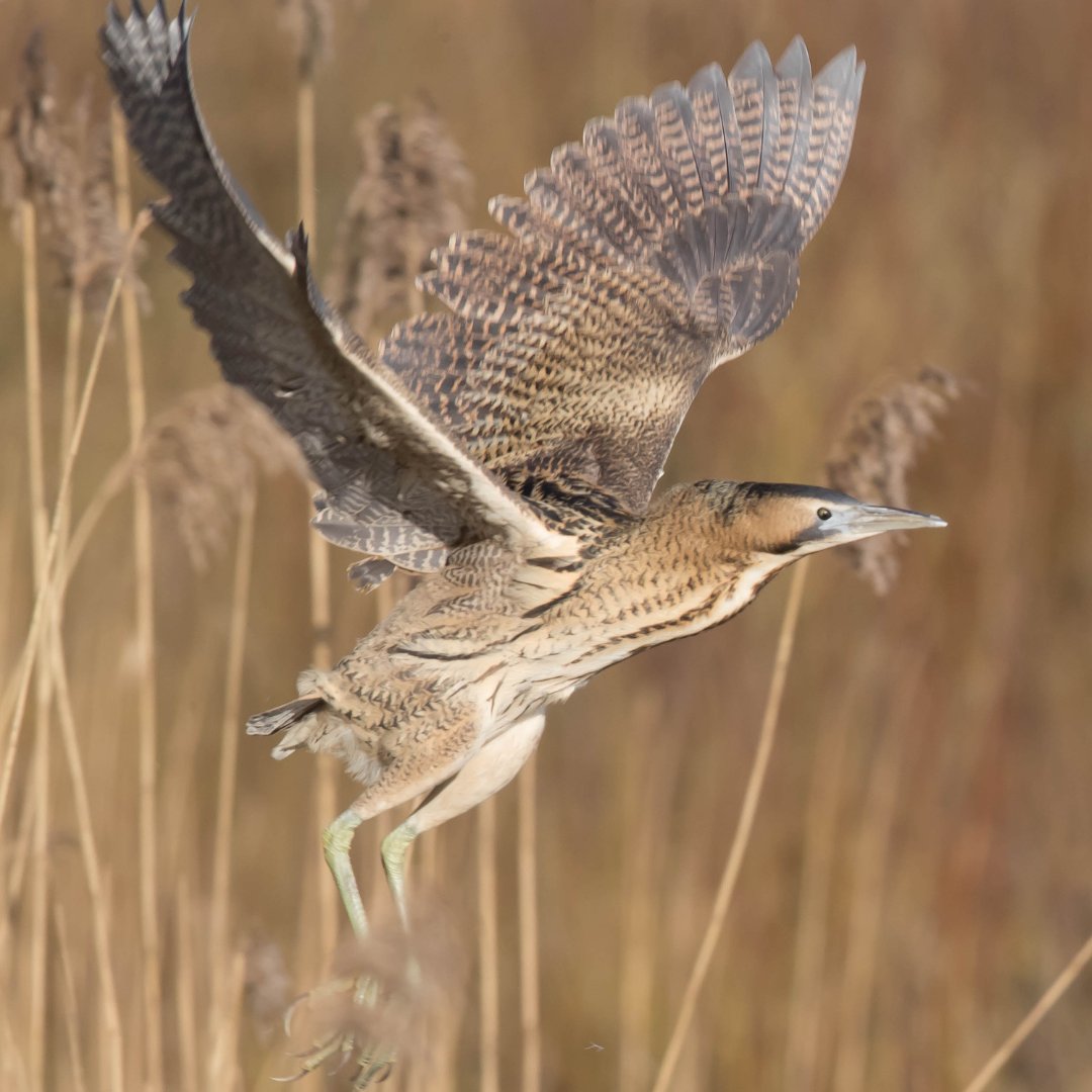 Last chance to share your bittern observations with us! ⌛ Tomorrow is the final day of #ProjectBittern, which means it's your last chance to upload your sightings or audio recordings to our project! Tell us about any bitterns you've seen or heard! 👇 inaturalist.org/projects/proje…