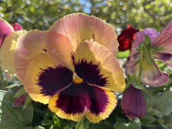 MMcCartyBooks's tweet photo. Check out Marietta's new blog -- Hurrying for Home !

Join us on an April walk through poetry, activism, and the power of music. From Luna's watchful eye to political resilience, let's find our way back home together.

https://t.co/urC1DOgkiE

#HomeBound #Poetry #Activism https://t.co/zgD619Svyn