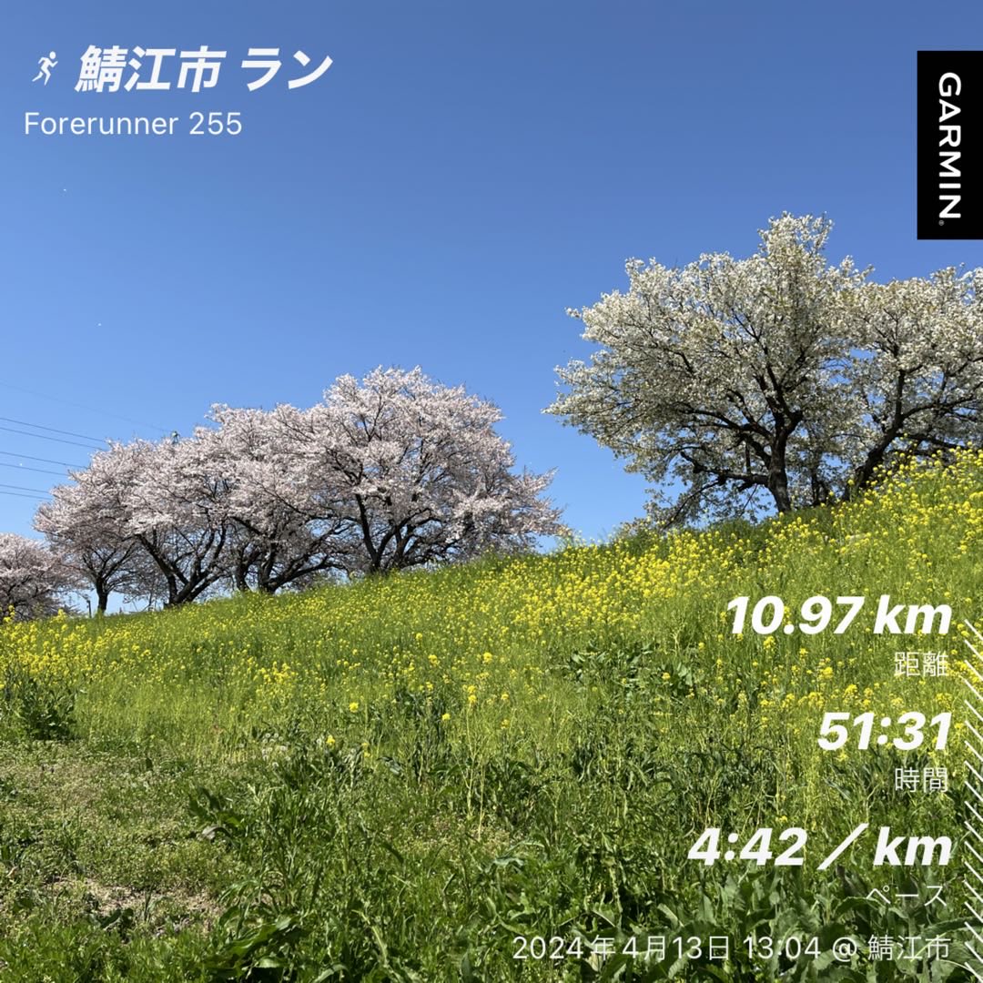 #beatyesterday #garmin #さくらいと　
暑かったから水分持って　桜開花遅かったからバッチリ菜の花のグランドカバー　さくら色グラデーション？