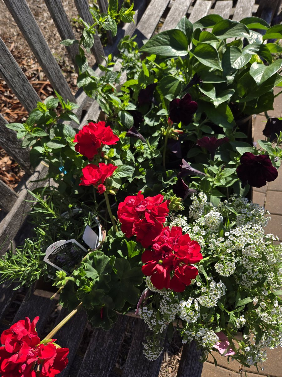Hoosier47906's tweet photo. #SpringFest24 Purdue Hort Club Plant Sale in the Greenhouse Today!!! @PurdueAg @PurdueHortLA @LifeAtPurdue https://t.co/O7tCml6s96