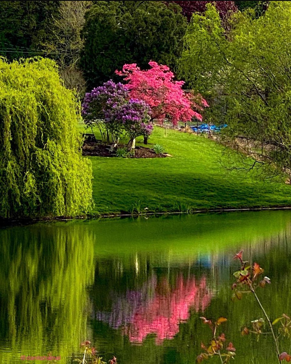 danitahamel's tweet photo. Good morning all nature and photography lovers!👋🏻 Happy Saturday.🎉

QP your favorite reflection photo.

Here’s one of mine: Springtime reflections on the lake. 🌳🌸

#Reflections https://t.co/hI55o8GVsD