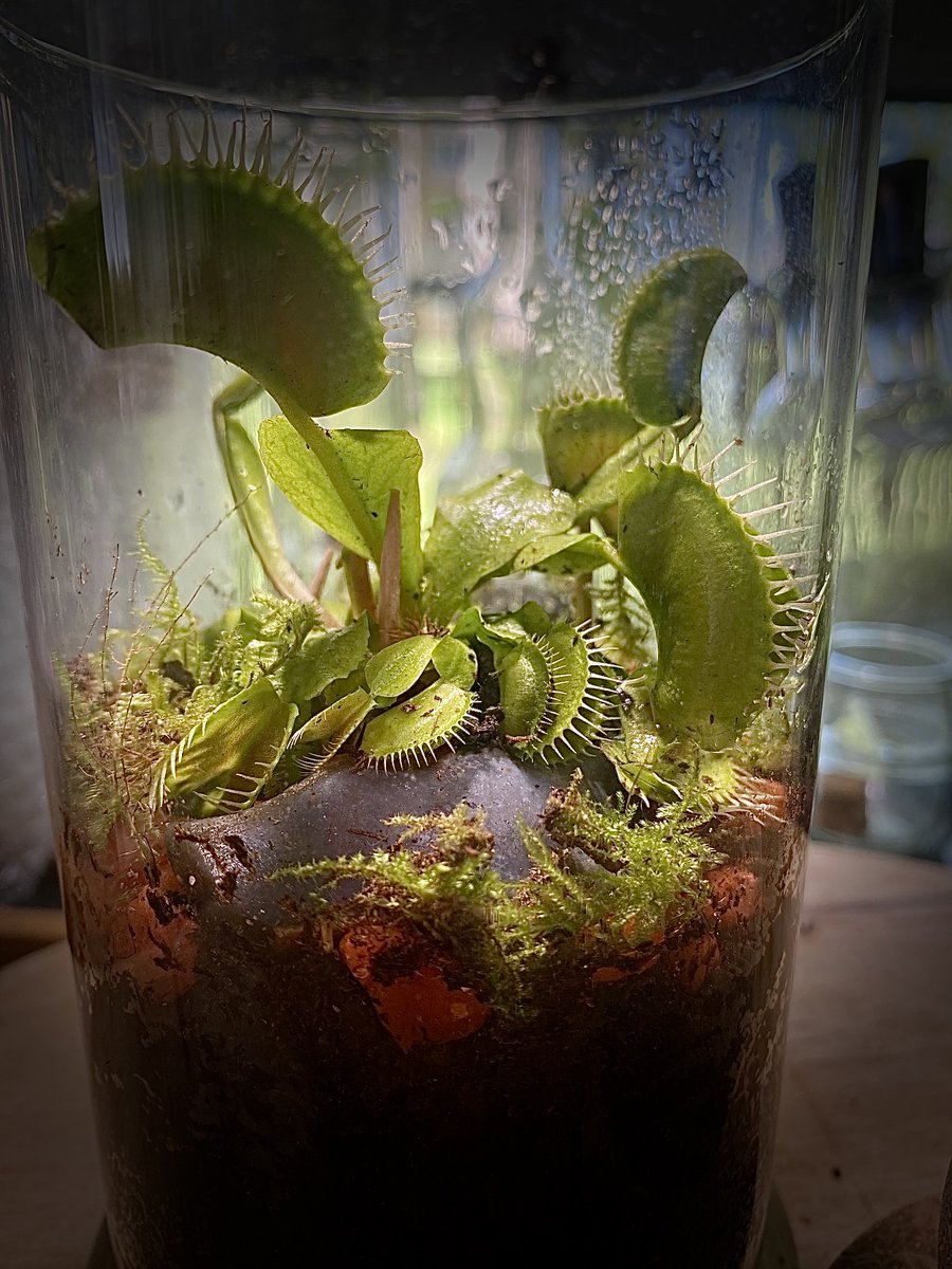 Va t'elle 'mordre'? 🍄🪴🌿🌱🪵🌲🐜 #terrarium #faitmain #diy #nature #plantescarnivores #décoration