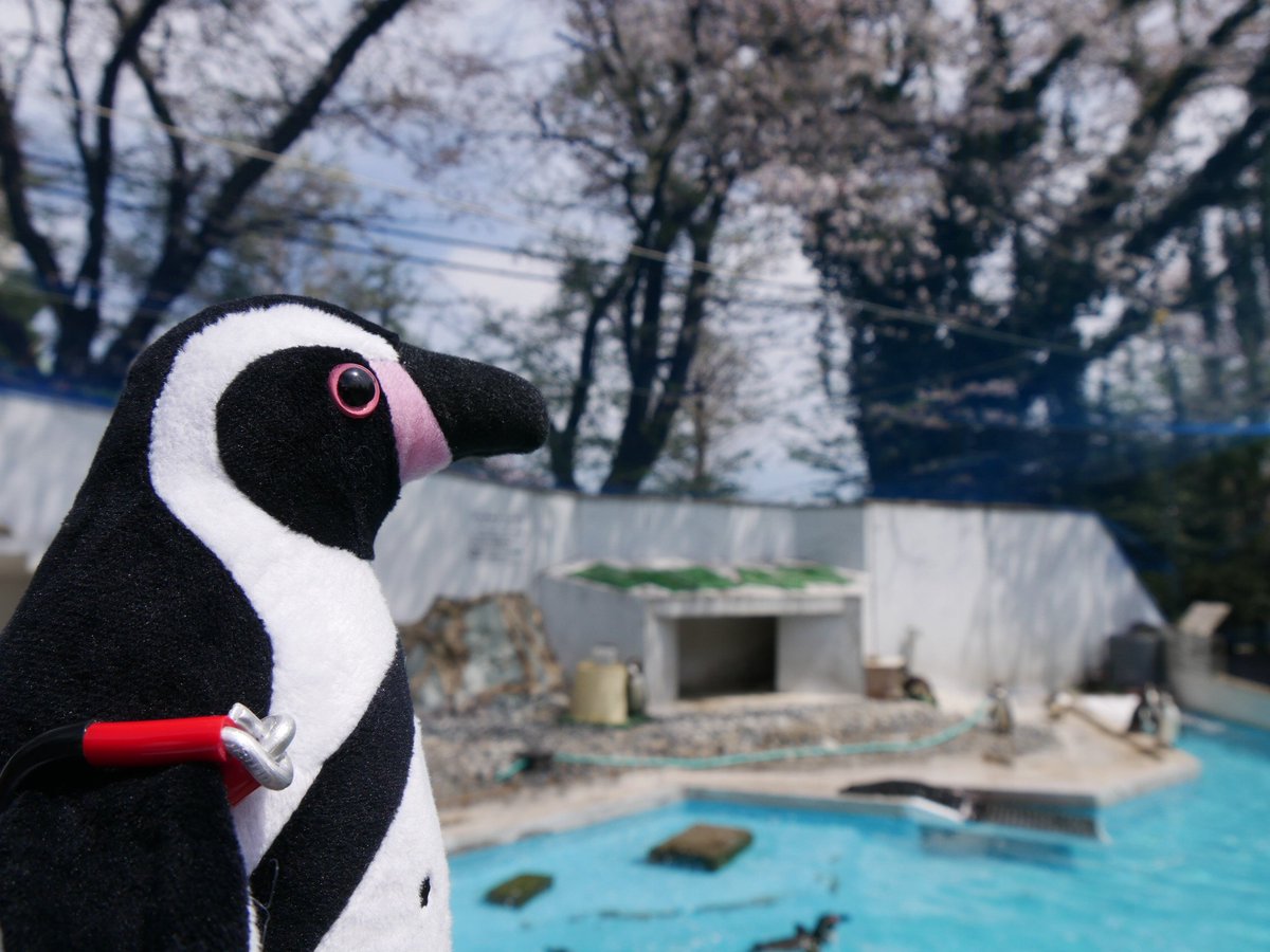 羽村フンボ最高✨
絶好の桜フンボ日和で良かった😆
#羽村市動物公園 #ヒノトントンZOO