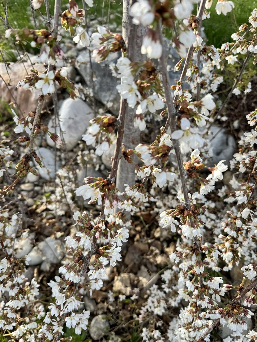 Good morning Twitter friends, the sun decided to rise again and it’s just as good as yesterday. Pollinators are out and about and <a href="/CogtweetoSeries/">Cogtweeto Philosophy Workshops | i tweet ∴ i am</a> workshop later today-! Hope your weekend goes well.