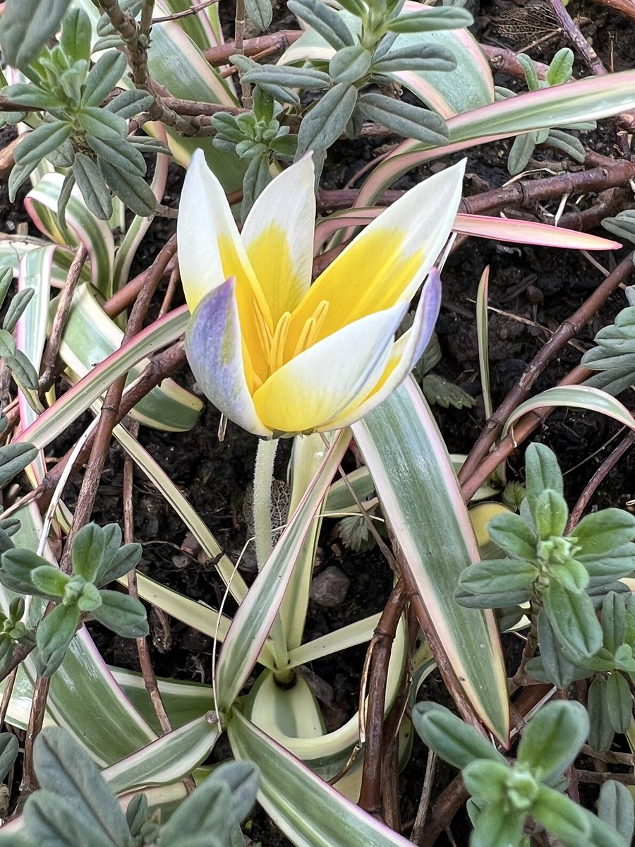 Even though I sketch out & document where I plant everything, in the heat of planting passion, we all make mistakes a& it turns out that I have planted this #Helianthemum directly on top of my gorgeously vulgar clump of #Tulipa tarda ‘Interaction’. Oh well #bulbs #tulips