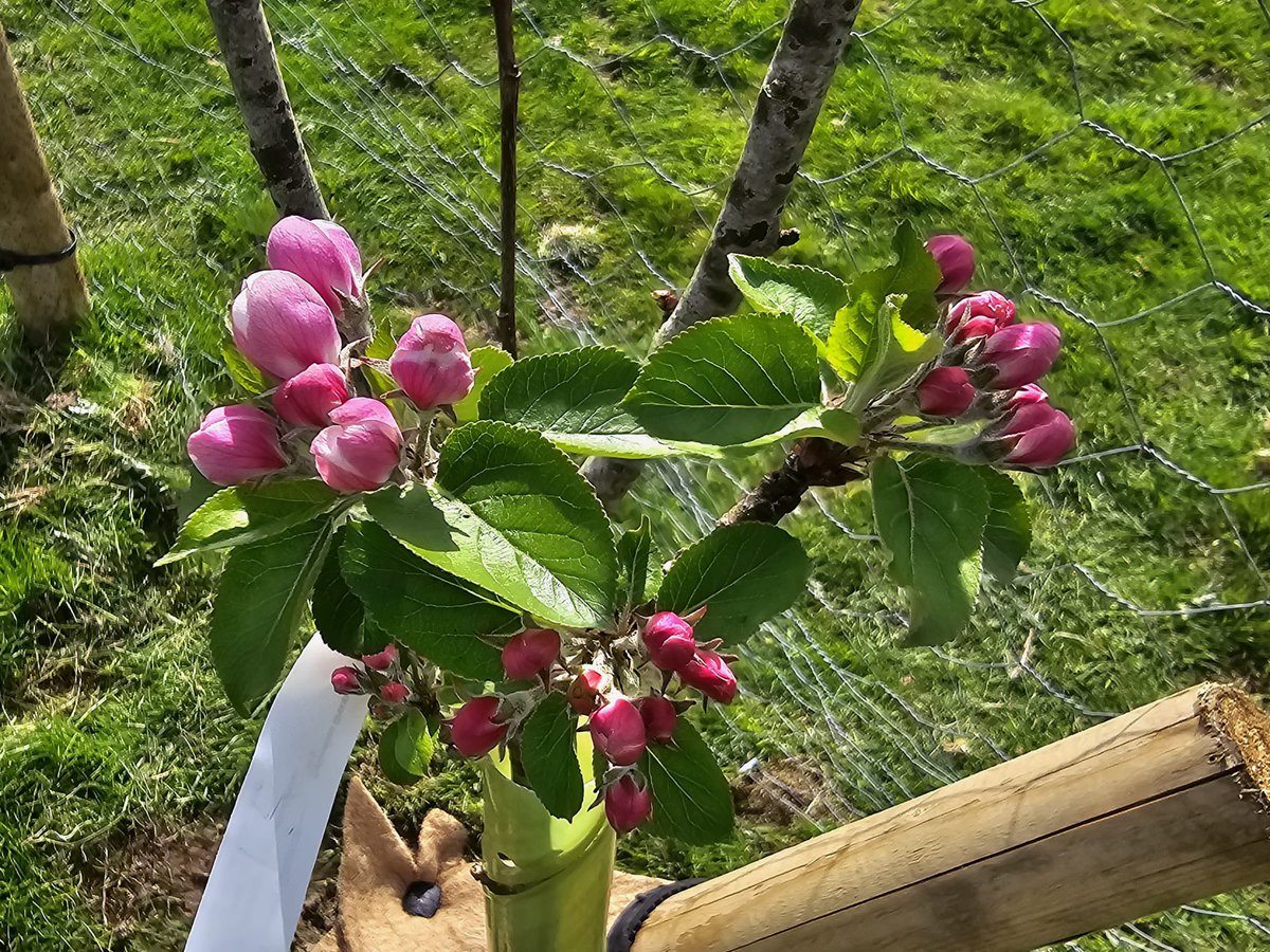 First blossom at Woodhatch Community Orchard. Volunteers were out today tidying the orchard and installing mulch mats. Watching these  fruit trees grow is so exciting! #community #BlossomWatch