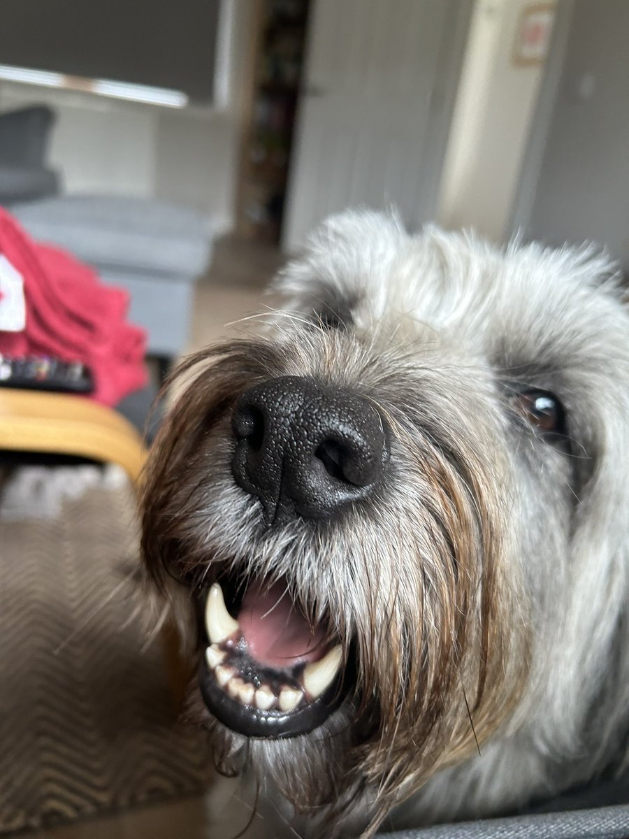 POV when trying to have a nap mid-afternoon. Napping not allowed.