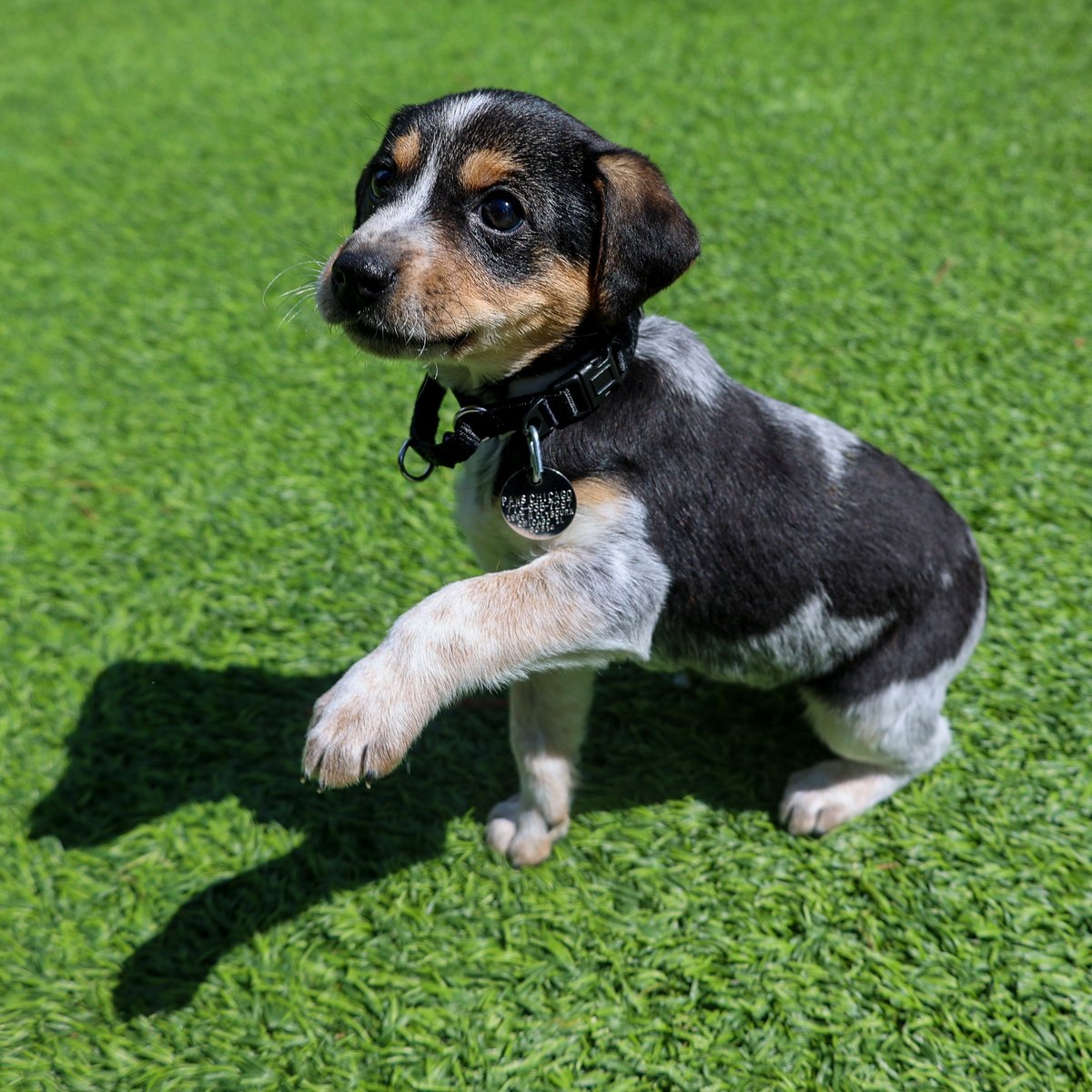 Sassy, Chili, and Curry are headed to an adoption event today at MARCUS Hinsdale! 📍101 S. Washington St., Hinsdale, IL 📆Saturday, April 13, 1-4pm Learn more about the attending pets at pawschicago.org/adopt