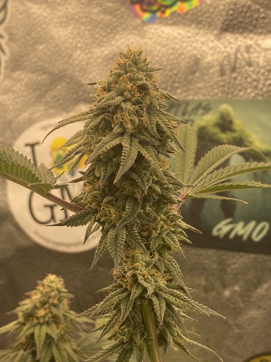 Double Fire Headband Photoperiod from @humboldtseeds she’s budding up nicely! Covered in trichs I’m feeding her @iBEX_Nutrition #Canna #Cannabiscultivation #Grow #Flower #Buds #CannabisCommunity #cannabisgrower #Dynomyco #Cultivar #GrowYourOwn #Frosty #Gardening