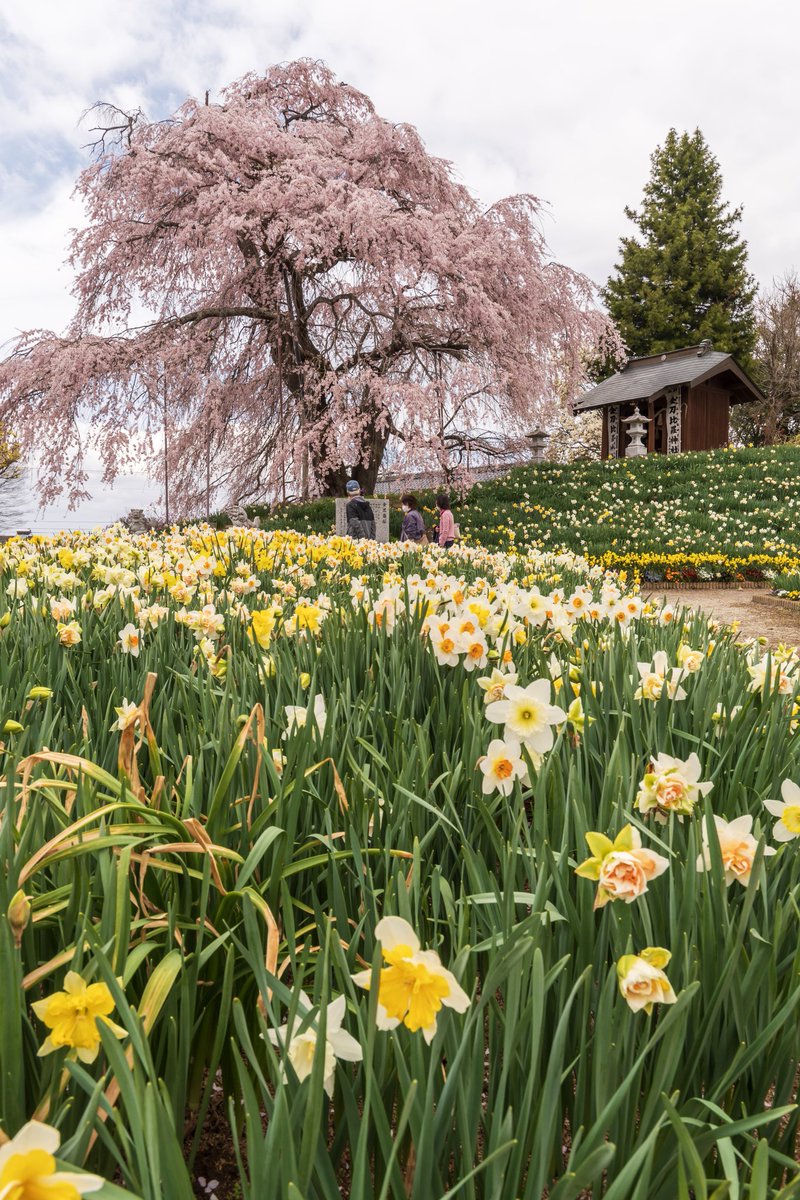 玉川村金毘羅桜

初めて行ったけれど、桜🌸の見事さ、周りを彩る花々の綺麗さに圧倒され魅了されました✨🌸

2024-4-12

#はなまっぷ
#桜
#さくら
#東北リラックス
#東北が美しい 
#福島撮影隊 
⁡#ふくしま撮る旅 
⁡#ふくつぶ ⁡⁡
#東京カメラ部
#nikon ⁡
#d500 
⁡#私とニコンで見た世界⁡