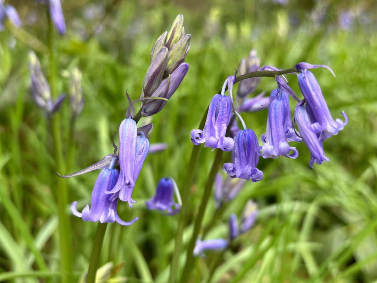 Lovely to see all the Bluebells out on today’s 11 mile walk - it finally felt like Spring!