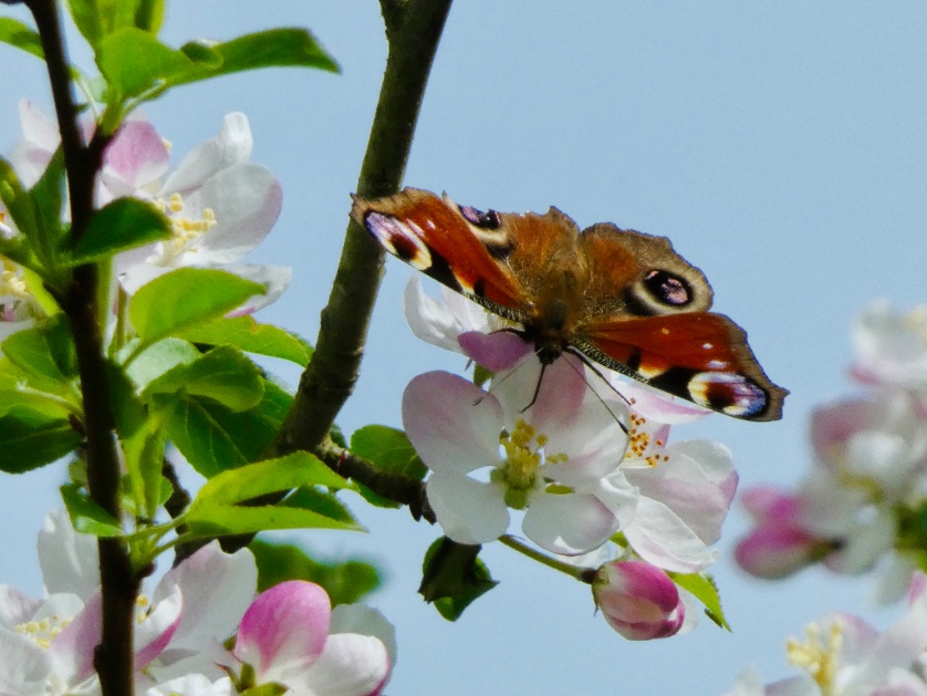Favourite photo from the weekend so far #butterfly #appleblossom #blossom #blossomwatch #loveukweather #wildlifephotography
