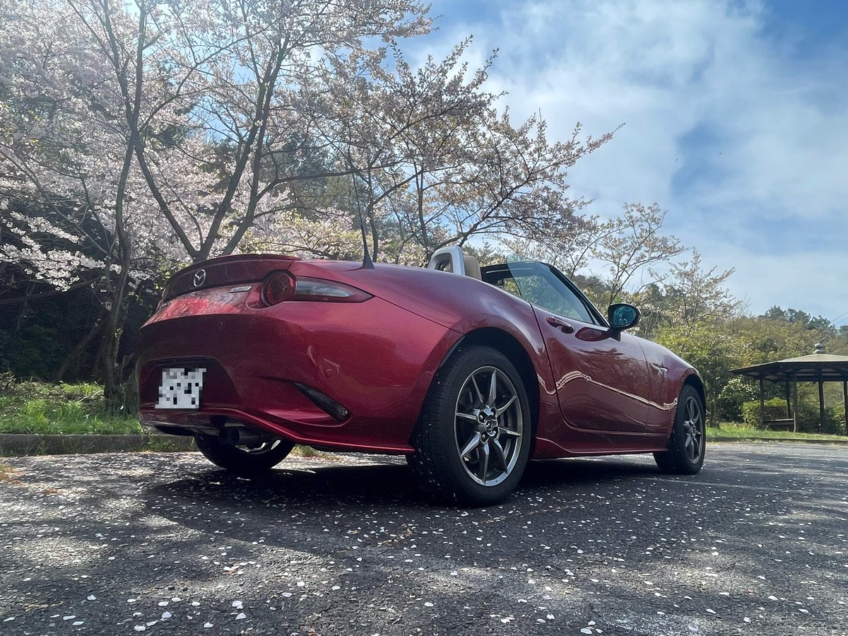 RedOutposts's tweet image. 桜風吹🌸
もうオープンが暑い🥵