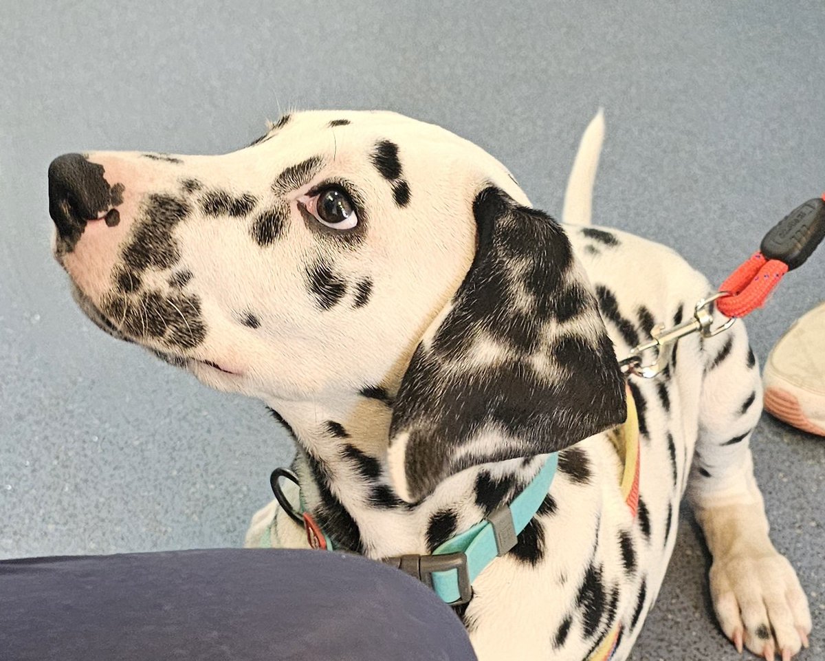 henleyvets's tweet photo. Look who popped in for a social visit with us today!
This handsome chap is Hiccup, a 3m old Dalmatian ♥️. 
Pop in again anytime Hiccup, we'll keep the treats &amp; cuddles stocked up!
#puppy #localvet #independentvet #henleyonthames #twyfordberkshire #dogs #dalmatianpuppy #dalmatian https://t.co/djoWBiQUWL