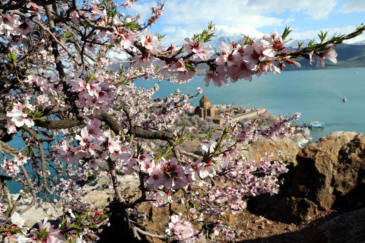 Akdamar Adası'nda mevsim bahar, badem ağaçları çiçek açtı. Doğa en güzel haline büründü...🌸🌸
