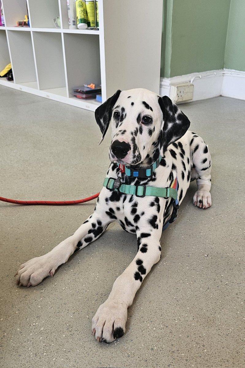 henleyvets's tweet photo. Look who popped in for a social visit with us today!
This handsome chap is Hiccup, a 3m old Dalmatian ♥️. 
Pop in again anytime Hiccup, we'll keep the treats &amp; cuddles stocked up!
#puppy #localvet #independentvet #henleyonthames #twyfordberkshire #dogs #dalmatianpuppy #dalmatian https://t.co/djoWBiQUWL