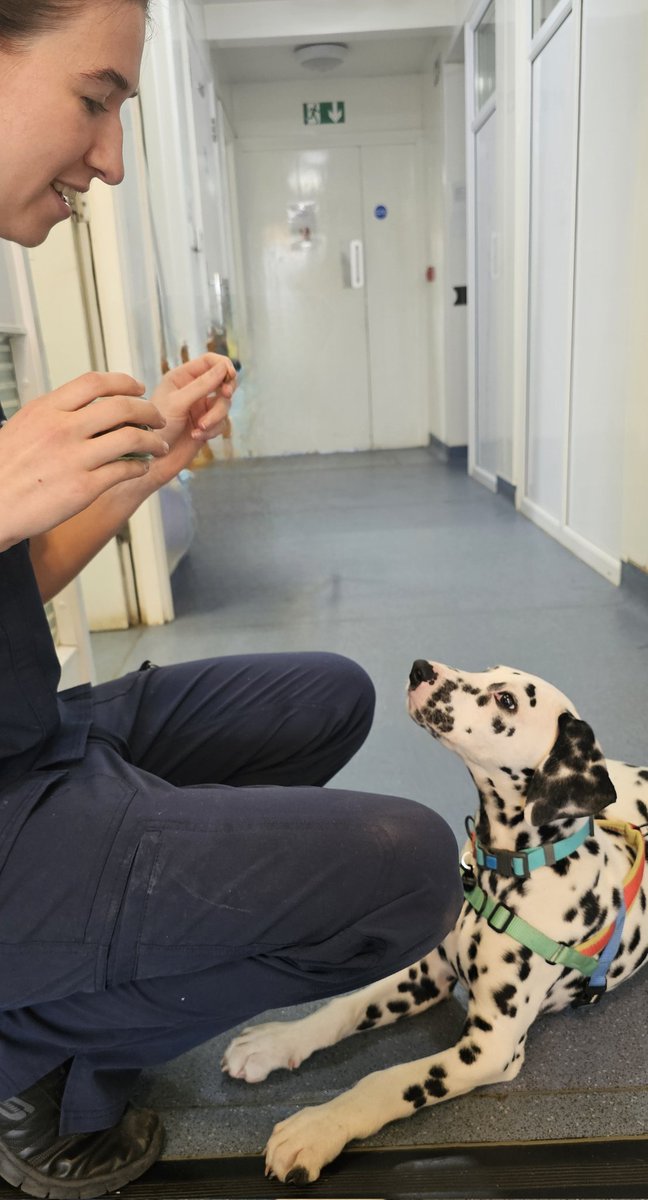 Look who popped in for a social visit with us today!
This handsome chap is Hiccup, a 3m old Dalmatian ♥️. 
Pop in again anytime Hiccup, we'll keep the treats & cuddles stocked up!
#puppy #localvet #independentvet #henleyonthames #twyfordberkshire #dogs #dalmatianpuppy #dalmatian