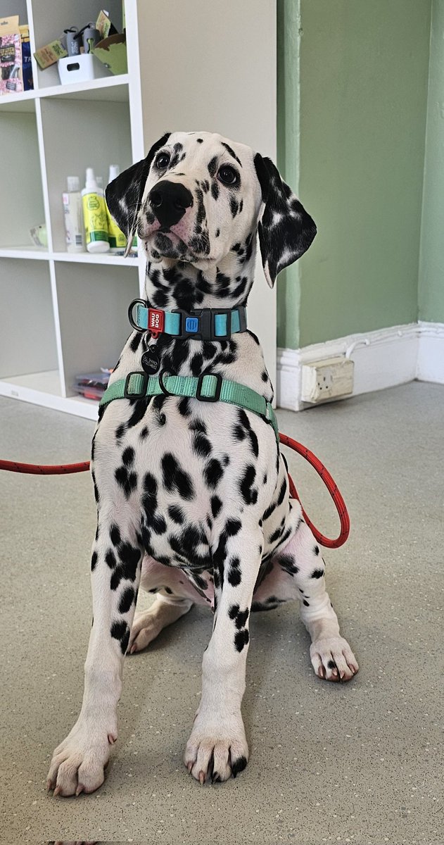 henleyvets's tweet photo. Look who popped in for a social visit with us today!
This handsome chap is Hiccup, a 3m old Dalmatian ♥️. 
Pop in again anytime Hiccup, we'll keep the treats &amp; cuddles stocked up!
#puppy #localvet #independentvet #henleyonthames #twyfordberkshire #dogs #dalmatianpuppy #dalmatian https://t.co/djoWBiQUWL