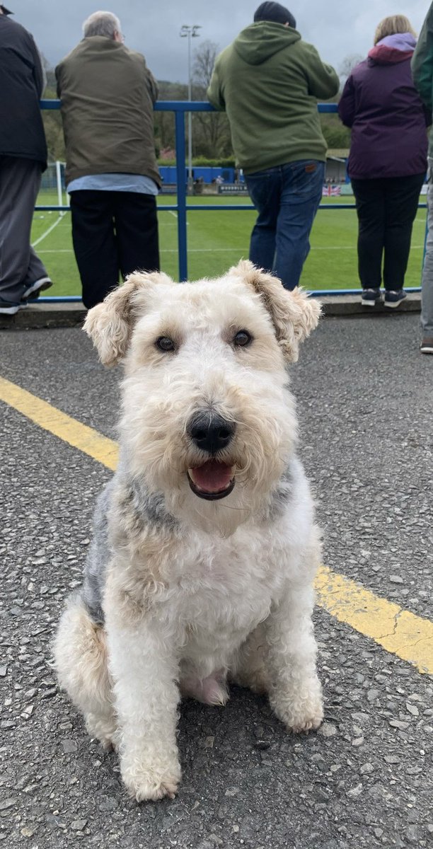 @nonleaguedogs Bear🐶🐾watching Matlock Town v Guiseley in The Pitching In Northern Premier League⚽️